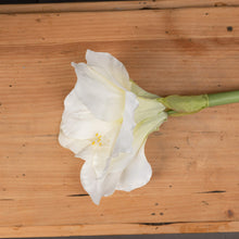 Indlæs billede til gallerivisning Faux white Amaryllis flower