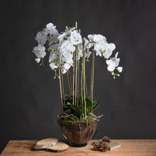 Load image into Gallery viewer, Large tall white orchid in a glass pot