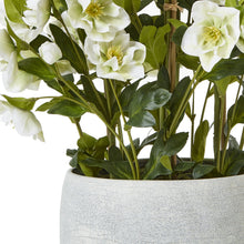 Charger l'image dans la galerie, Faux hellebore with white flowers and green leaves in a textured grey pot.