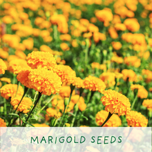 Indlæs billede til gallerivisning Frida's Flowers. Eco grow your Own plant, gardening kit.