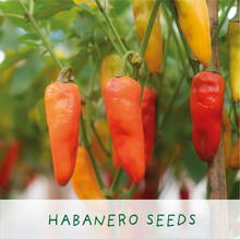 Afbeelding in Gallery-weergave laden, Red Hot Chilli Pot. Eco grow your own plant, gardening kit.