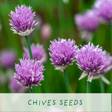 Indlæs billede til gallerivisning Mr. Herbyhead. Eco grow your Own plant, gardening kit.