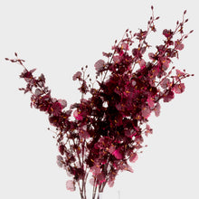 Indlæs billede til gallerivisning Faux orchid spray in deep burgundy, perfect for elegant floral arrangements, showcasing rich tones and height.