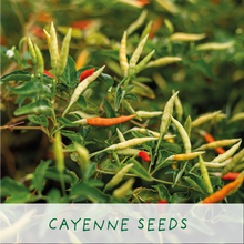 Afbeelding in Gallery-weergave laden, Red Hot Chilli Pot. Eco grow your own plant, gardening kit.