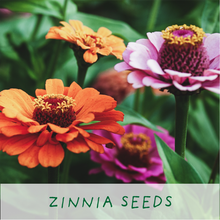 Indlæs billede til gallerivisning Frida's Flowers. Eco grow your Own plant, gardening kit.