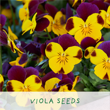 Indlæs billede til gallerivisning Big Bee Happiness. Eco grow your Own plant, gardening kit.