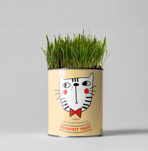 Purrfect Treat. Eco grow your Own plant, gardening kit.