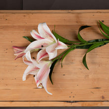 Charger l&#39;image dans la galerie, Faux Stargazer lily in pink &amp; white
