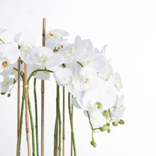 Carica l&#39;immagine nel visualizzatore di Gallery, Large tall white orchid in a glass pot
