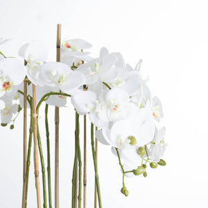 Large tall white orchid in a glass pot