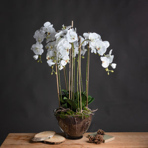 Large tall white orchid in a glass pot