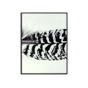 Feather multi frame large piece of artwork
