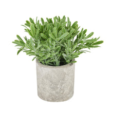 Indlæs billede til gallerivisning Buxus faux plant In stone effect pot
