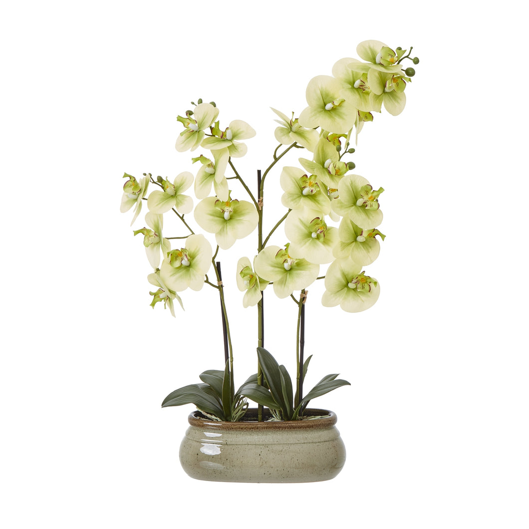 Large green faux orchid in a ceramic pot