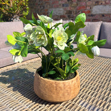 Indlæs billede til gallerivisning Medium green faux hellebore in taupe pot
