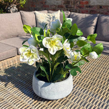 Indlæs billede til gallerivisning Medium white faux hellebore in grey pot
