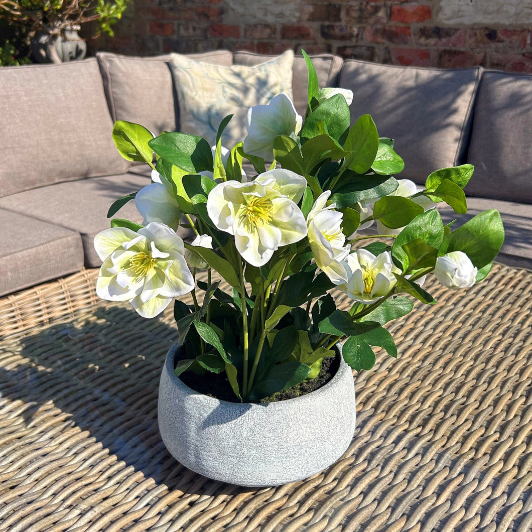 Medium white faux hellebore in grey pot