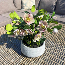 Indlæs billede til gallerivisning Medium pink faux hellebore in grey pot
