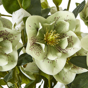 Large green faux hellebore in taupe pot