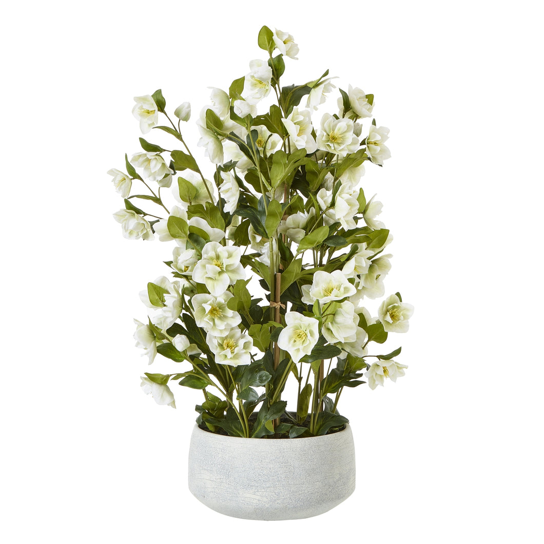 Large white faux hellebore in a grey pot