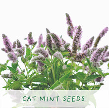 Load image into Gallery viewer, Purrfect Treat. Eco grow your Own plant, gardening kit.
