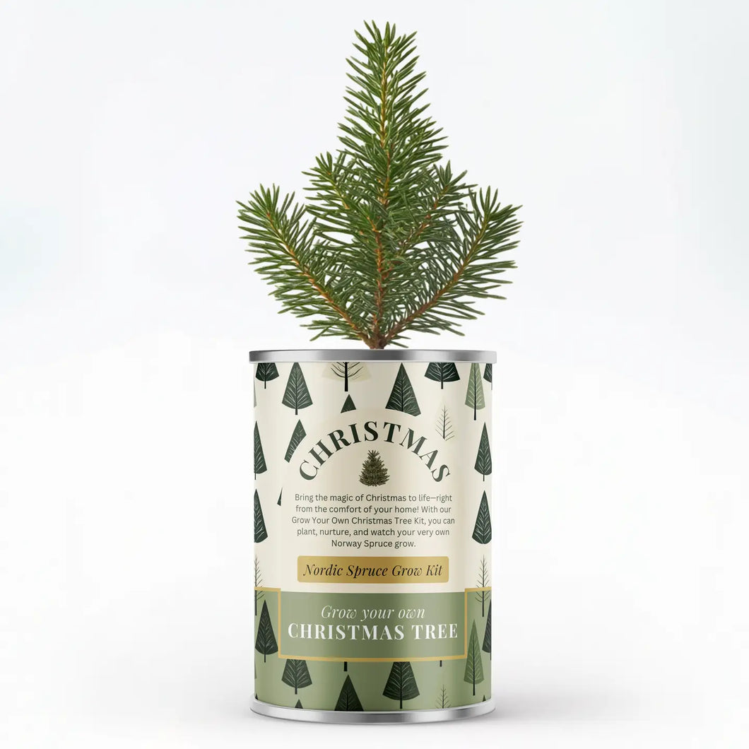 Nordic Spruce Xmas Tree Grow Kit – Merry Christmas