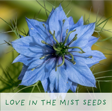 Indlæs billede til gallerivisning Seeds of Love. Eco grow your Own plant, gardening kit.
