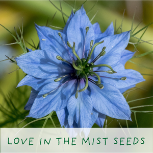 Seeds of Love. Eco grow your Own plant, gardening kit.