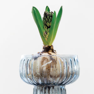 Ribbed Hyacinth vase