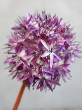 Indlæs billede til gallerivisning Allium faux stem
