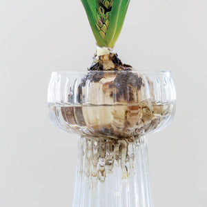Ribbed Hyacinth vase