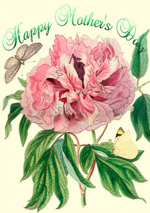A Peony - Mothers Day card