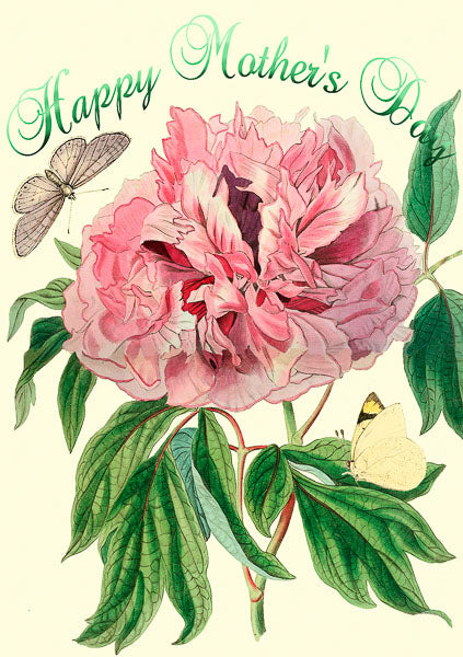 A Peony - Mothers Day card