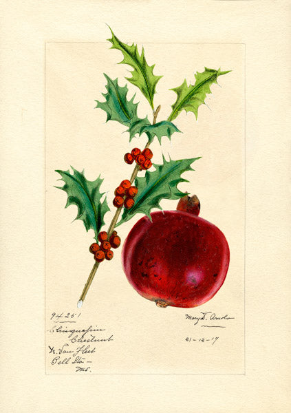 Pomegranate & Holly - Christmas card